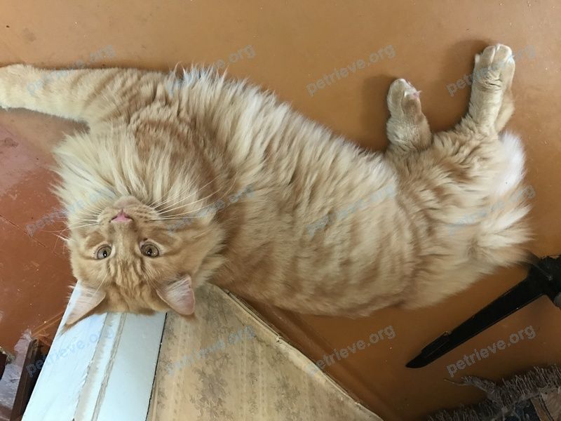 Big adult orange male cat, lost near ул. Московская, 21, Балашиха, Московская обл., Россия, 143921 on Aug 09, 2021.