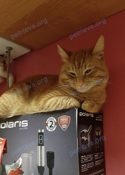 Medium adult orange male cat Текир, lost near ул. Ленина, 22/1, Сибай, Респ. Башкортостан, Россия, 453839 on Aug 07, 2021.