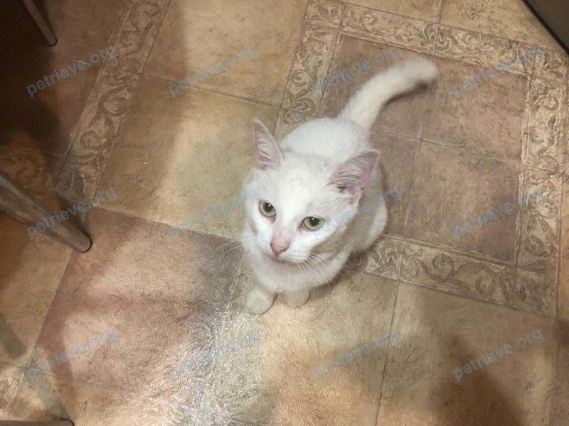 Medium adult white female cat, found near ул. Московская, 40, Переславль-Залесский, Ярославская обл., Россия, 152024 on Aug 06, 2021.