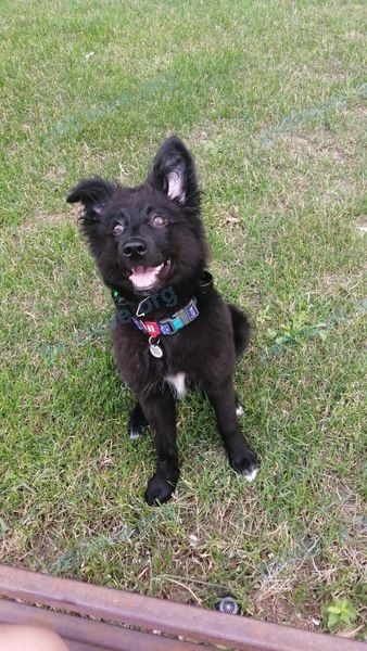 Medium young black female dog Дуся, lost near ул. Чехова, 62, Анапа, Краснодарский край, Россия, 353451 on Aug 10, 2021.