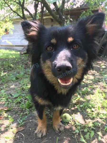 Medium adult black female dog Нора, lost near Сиреневая ул., 5, Абинск, Краснодарский край, Россия, 353320 on Aug 12, 2021.