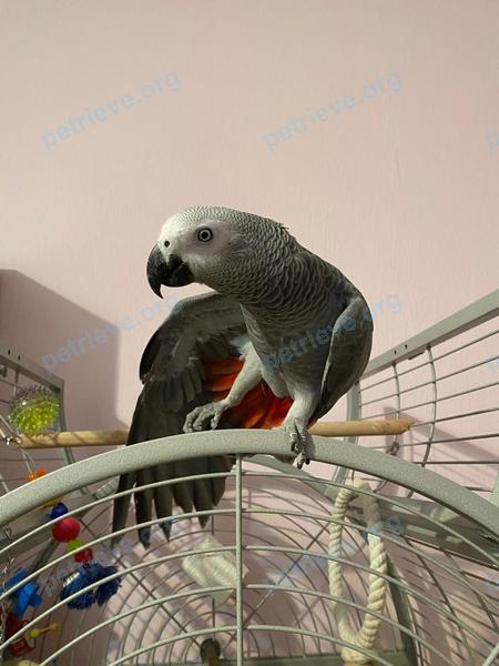 Medium young gray male bird Вилли, lost near ул. Профсоюзная, 7/12, Москва, Россия, 117218 on Aug 10, 2021.