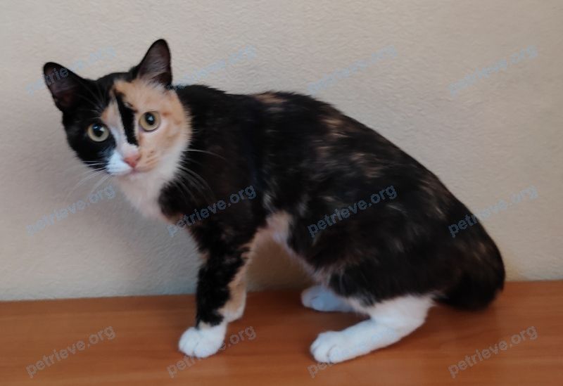 Medium young mixed color female cat Филя, lost near ул. Жуковского, 7, Улан-Удэ, Респ. Бурятия, Россия, 670045 on Aug 09, 2021.