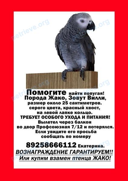 Young gray male bird Вилли, lost near Кедрова ул., 14 корпус 3 строение 1, Москва, Россия, 117218 on Aug 10, 2021.