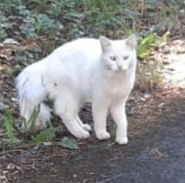 Medium young white male cat, found near Павловская ул., 31, Санкт-Петербург, Россия, 196650 on Jul 17, 2021.