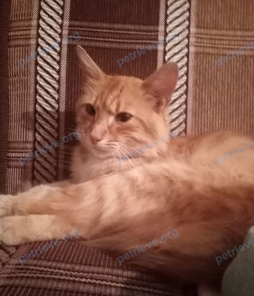 Средний оранжевый кот, найден 14.08.2021 рядом с ул. Дружбы, 20, Кольчугино, Владимирская обл., Россия, 601786.