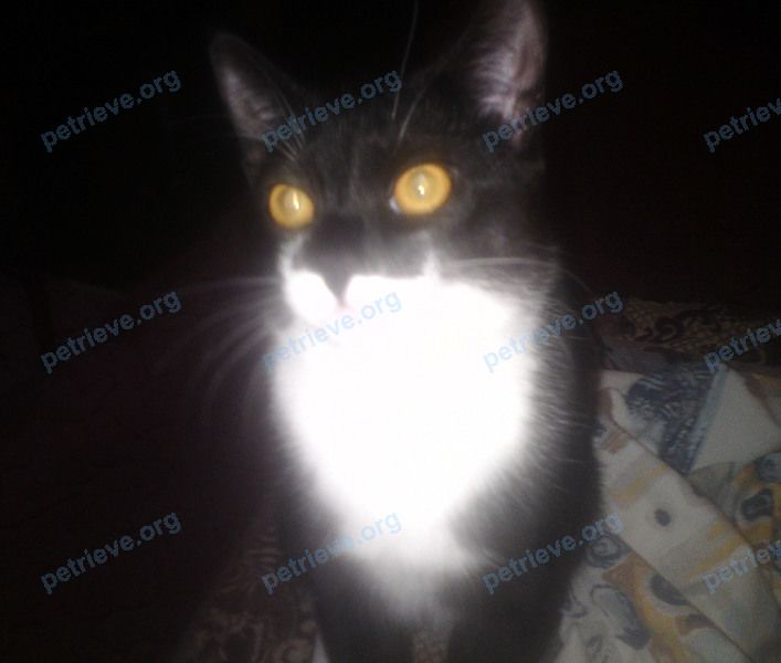 Big adult black male cat Кузя, lost near ул. Батурина, 37Г, Владимир, Владимирская обл., Россия, 600017 on Aug 15, 2021.