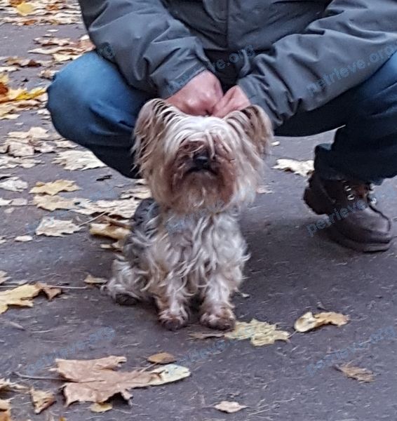 Small adult gray female dog Цаца, lost near Тарховская ул., 21, Санкт-Петербург, Россия, 197701 on Aug 16, 2021.