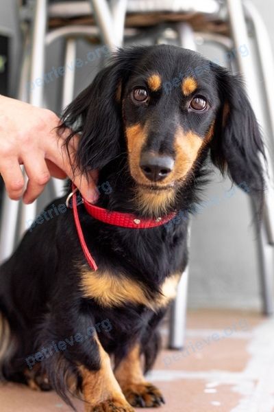 Small young black female dog, found near Красный Коммунар, Оренбургская обл., Россия, 461430 on Aug 18, 2021.