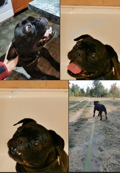 Medium adult black male dog Яша, lost near просп. Шмидта 96, Могилёв 212029, Беларусь on Aug 19, 2021.