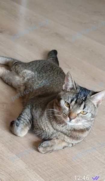 Medium young mixed color male cat Вустер (Вуся), lost near ул. Лавочкина, 41, Смоленск, Смоленская обл., Россия, 214027 on Jul 30, 2021.