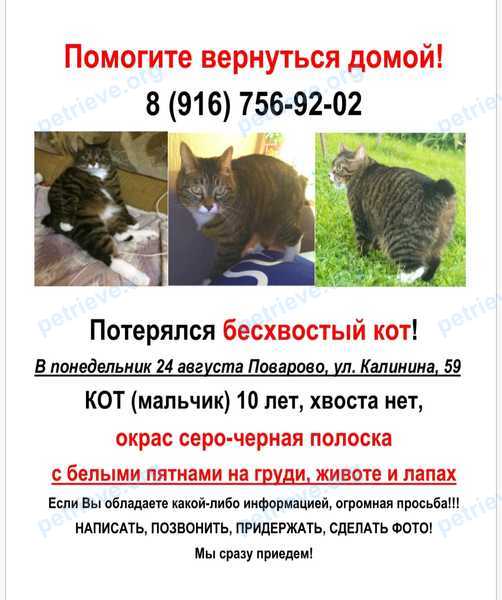 Средний взрослый кот Миша, пропал 23.08.2021 рядом с Калининская ул., 59, Поварово, Московская обл., Россия, 141540.