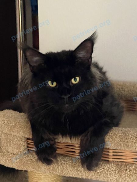 Big young black male cat Чарли, lost near Отрадное пос., 83, Отрадное, Moscow Oblast, Россия, 143442 on Aug 20, 2021.