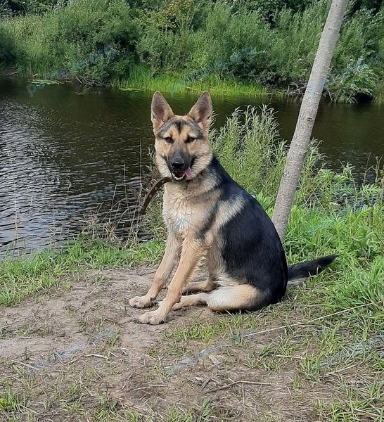 Medium young mixed color female dog Лапа, lost near пр-д Приорова, 5, Архангельск, Архангельская обл., Россия, 163071 on Aug 24, 2021.