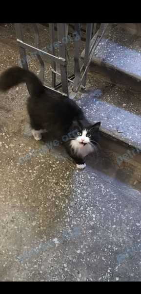 Medium cat, found near 2 St Johns Rd, Cambridge, MA 02138, США on Aug 30, 2021.