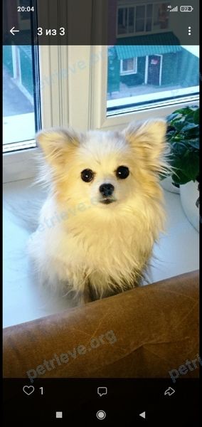 Small young white female dog Лаки, lost near просп. Кирова, 34А, Томск, Томская обл., Россия, 634041 on Aug 27, 2021.