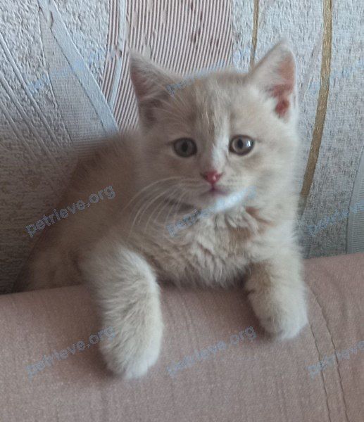 Small young yellow male cat Марсик, lost near ул. Степинь, 1, Каменск-Шахтинский, Ростовская обл., Россия, 347811 on Aug 29, 2021.