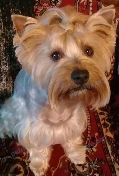 Medium adult gray female dog, lost near Советская ул., 147, Батайск, Ростовская обл., Россия, 346894 on Sep 02, 2021.