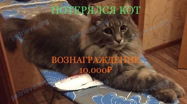 Большой серый взрослый кот Соломон, пропал 31.08.2021 рядом с Григория Рутмана ул., 9, Стерлитамак, Респ. Башкортостан, Россия, 453100.