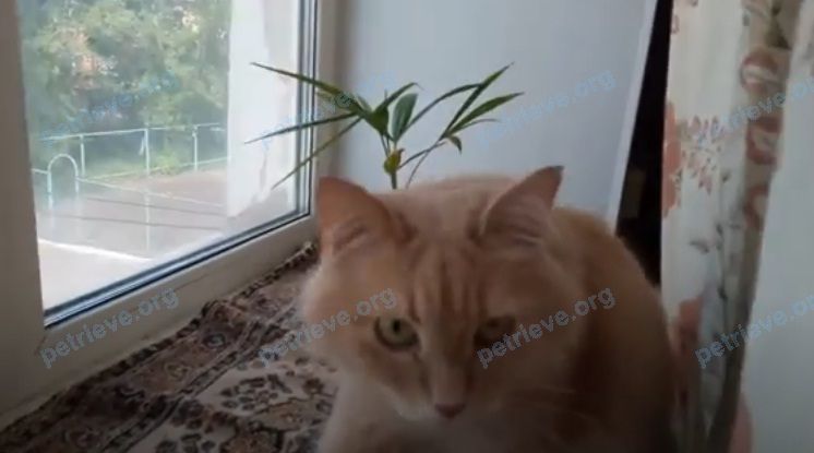 Medium adult brown male cat пушок, lost near ул. Ботевградская, 83, Саранск, Респ. Мордовия, Россия, 430016 on Sep 01, 2021.