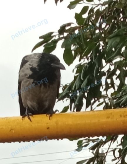 Medium young gray male bird Каркуша, lost near Касимовская ул., 47, Муром, Владимирская обл., Россия, 602257 on Sep 08, 2021.