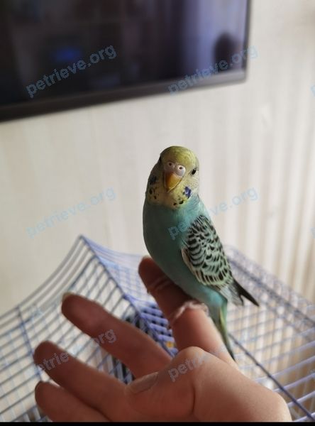 Small young mixed color female bird Кнопочка, lost near ул. Тургенева, 41а, Орёл, Орловская обл., Россия, 302028 on Sep 11, 2021.