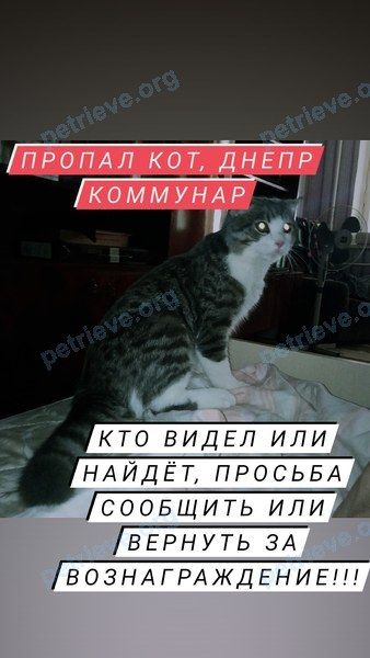 Big adult gray male cat Доминик, lost near вулиця Юрія Кондратюка, 16Г, Дніпро, Дніпропетровська область, Украина, 49000 on Sep 10, 2021.