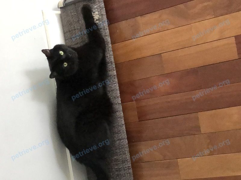 Medium adult black male cat Jace, lost near 10 Rue Hébert, Notre-Dame-de-l'Île-Perrot, QC J7V 0N2, Canada on Sep 13, 2021.
