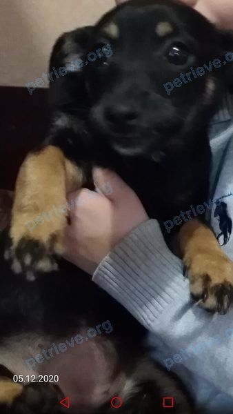 Small young black female dog Жулька, lost near ш. Самарское, 1Г, Батайск, Ростовская обл., Россия, 346886 on Aug 18, 2021.
