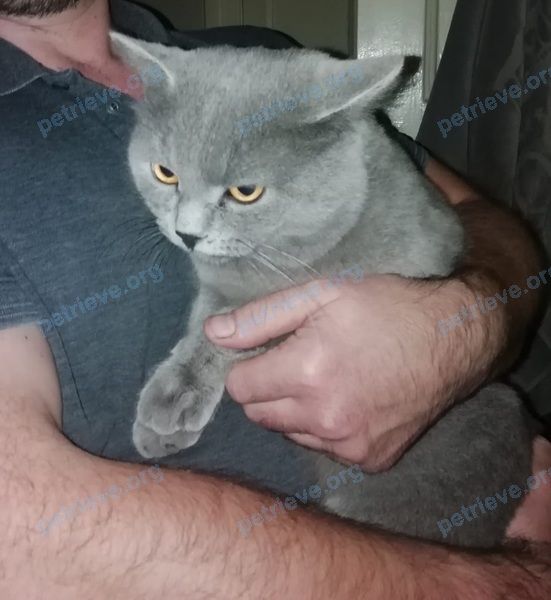 Medium young gray male cat, found near ул. Победы, 12 корпус 1, Балашиха, Московская обл., Россия, 143904 on Sep 18, 2021.