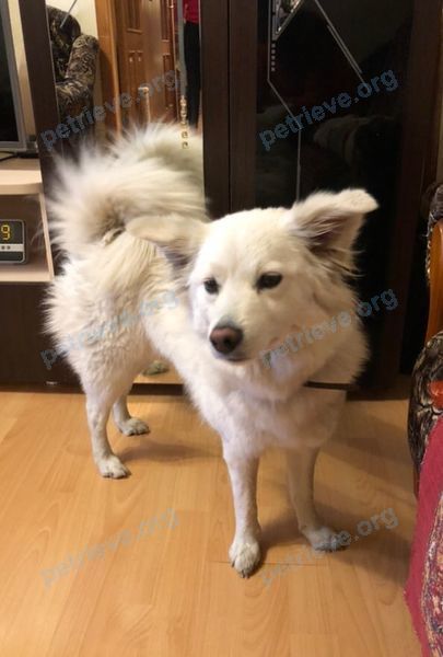 Medium young white female dog, found near ул. 50 лет ВЛКСМ 6, Барановичи 225415, Беларусь on Sep 21, 2021.
