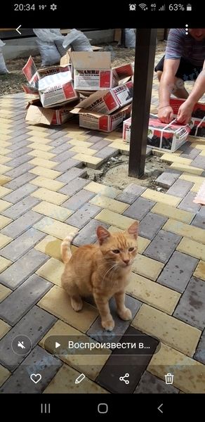 Средний жёлтый молодой кот Сёма, пропал 16.09.2021 рядом с ул. Рыночная, 142, Славянск-на-Кубани, Краснодарский край, Россия, 353561.