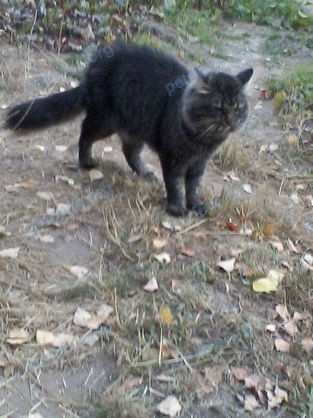Средний серый взрослый кот Никки, пропал 24.09.2021 рядом с ул. Чкалова 39, Колодищи, Беларусь.