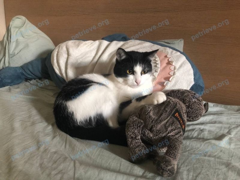 Средний белый молодой кот Мяфчик, пропал 24.09.2021 рядом с Олеко Дундича ул., 13 корпус 1, подъезд 3, Москва, Россия, 121096.