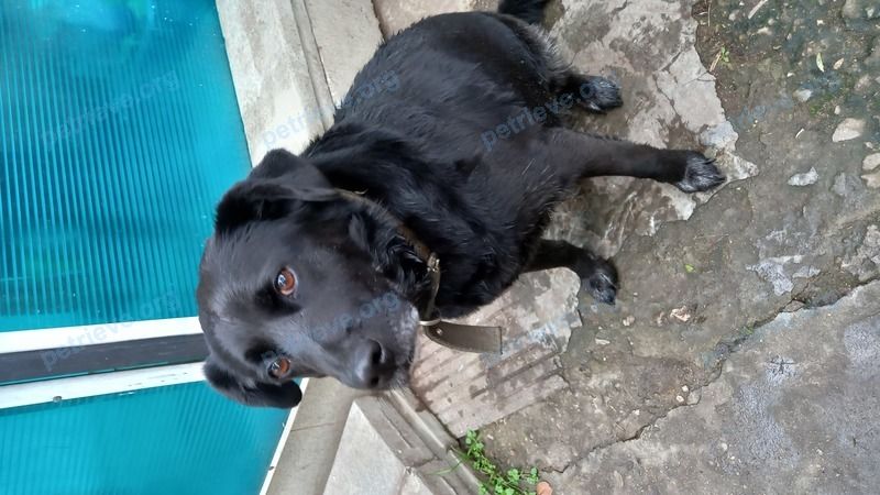 Black female dog, found near Центральная ул., 12, Серпухов, Московская обл., Россия, 142206 on Sep 26, 2021.