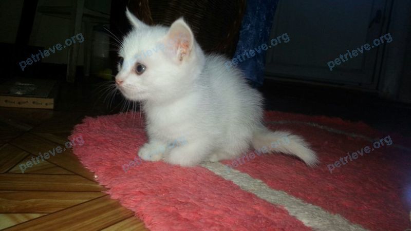 Маленький белый молодой кот, найден 29.09.2021 рядом с Садовая ул., 20, Сотниково, Респ. Бурятия, Россия, 671056.