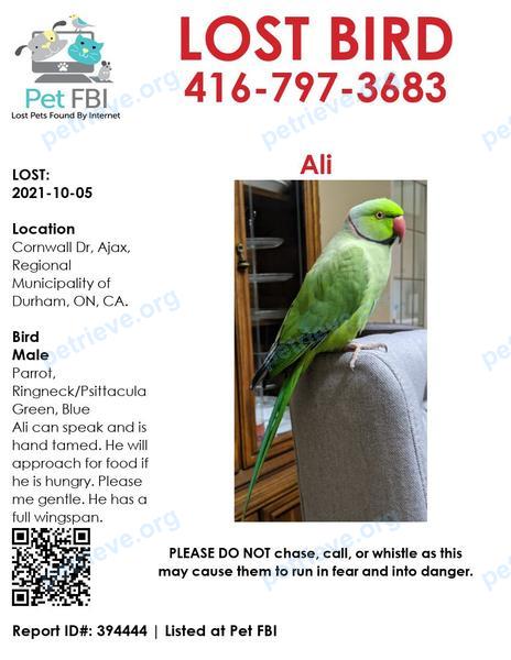 Small adult green male bird Ali, lost near 66 Cornwall Dr, Ajax, ON L1T 3E9, Canada on Oct 05, 2021.
