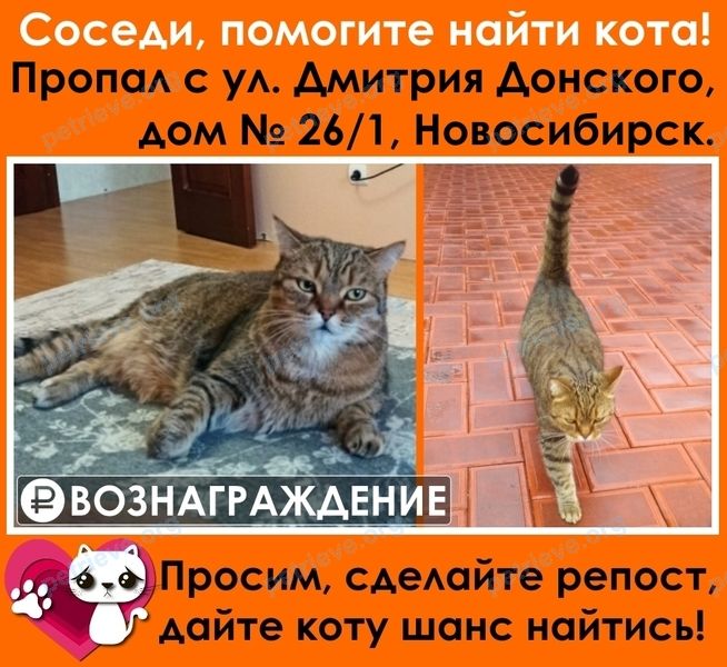 Большой многоцветный взрослый кот Стёпа (Стеша), пропал 27.09.2021 рядом с ул. Дмитрия Донского, 26 корпус 1, Новосибирск, Новосибирская обл., Россия, 630082.