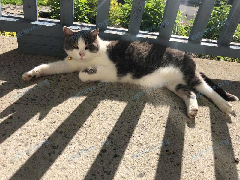 Medium adult mixed color female cat Moustache, lost near 248 Du Golf Rd, Clarence-Rockland, ON K0A 2A0, Canada on Sep 10, 2021.