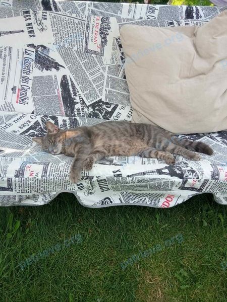 Medium young gray female cat Грея, lost near ул. Кольцевая 17а, Ошмяны, Беларусь on Oct 08, 2021.