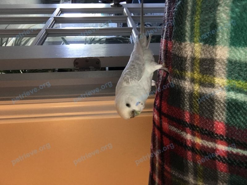 Small adult white male bird Jimmy, lost near 25 Parkside Rd, Belleville, ON K8R 1C9, Canada on Oct 06, 2021.