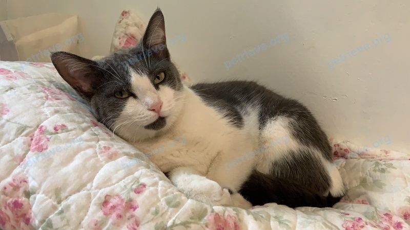 Small young white female cat Princess  mama kitten, lost near 52 Juniper Crescent, Brampton, ON L6S 1K1, Canada on Oct 12, 2021.