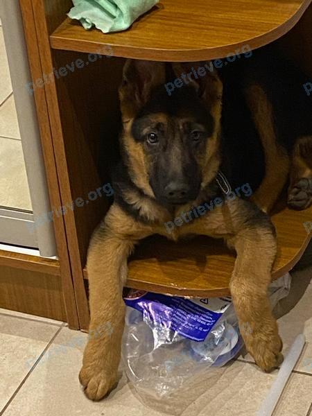 Medium young black female dog Одри, lost near ул. Южная, 27, Балахна, Нижегородская обл., Россия, 606407 on Oct 18, 2021.