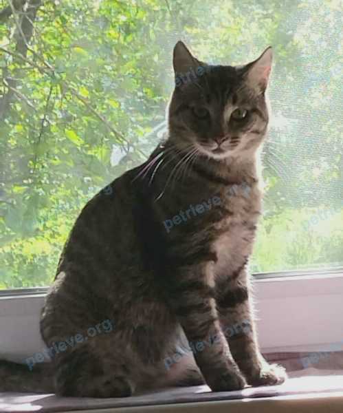 Medium adult gray male cat Васька, lost near ул. Гагарина, 62, Красноярск, Красноярский край, Россия, 660043 on Oct 18, 2021.