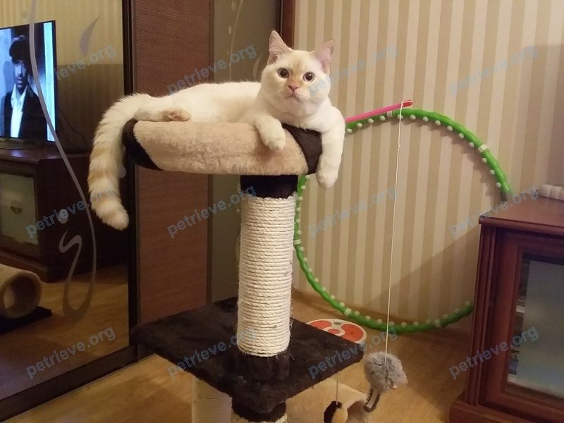 Medium adult white male cat, lost near Солнечная ул., 6, Ставрополь, Ставропольский край, Россия, 355011 on Oct 07, 2021.