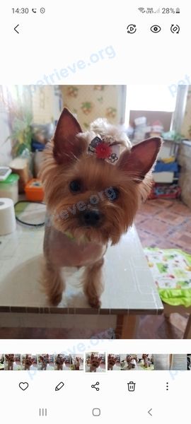 Small young gray female dog Эля, lost near ул. Ленина, 175, Анапа, Краснодарский край, Россия, 353454 on Oct 30, 2021.