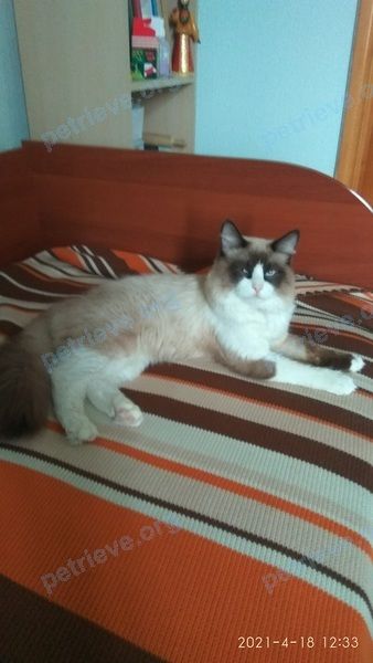 Medium adult mixed color male cat Манка, lost near Сиреневый пер., 26, Ставрополь, Ставропольский край, Россия, 355047 on Nov 01, 2021.