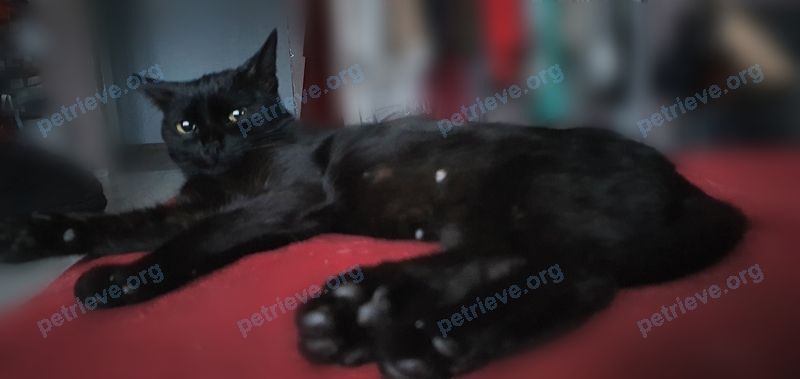 Medium young black female cat, found near ул. 17А Комплекс, 17А корпус 24А, Набережные Челны, Респ. Татарстан, Россия, 423803 on Oct 31, 2021.