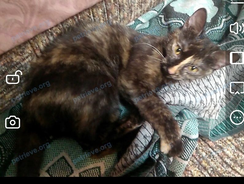 Medium young mixed color female cat Маруся, lost near ул. Пушкина, 12П, Улан-Удэ, Респ. Бурятия, Россия, 670024 on Oct 28, 2021.