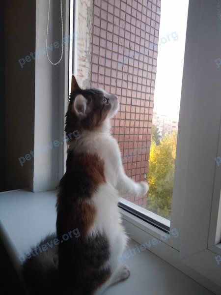 Средняя многоцветная молодая кошка Мася, пропала 01.11.2021 рядом с RXQQ+J5 Березино, Беларусь.